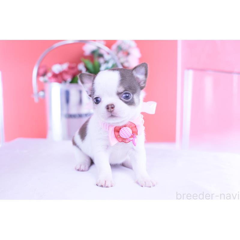 販売中の愛知県のチワワ(スムースコート)-428196の12枚目