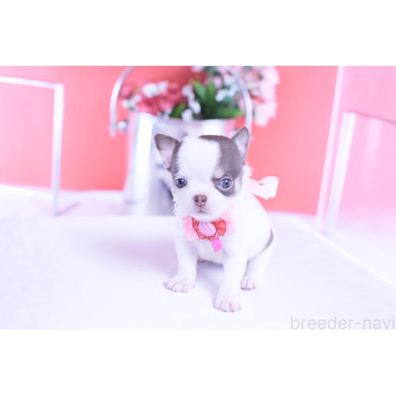 販売中の愛知県のチワワ(スムースコート)-428196の11枚目