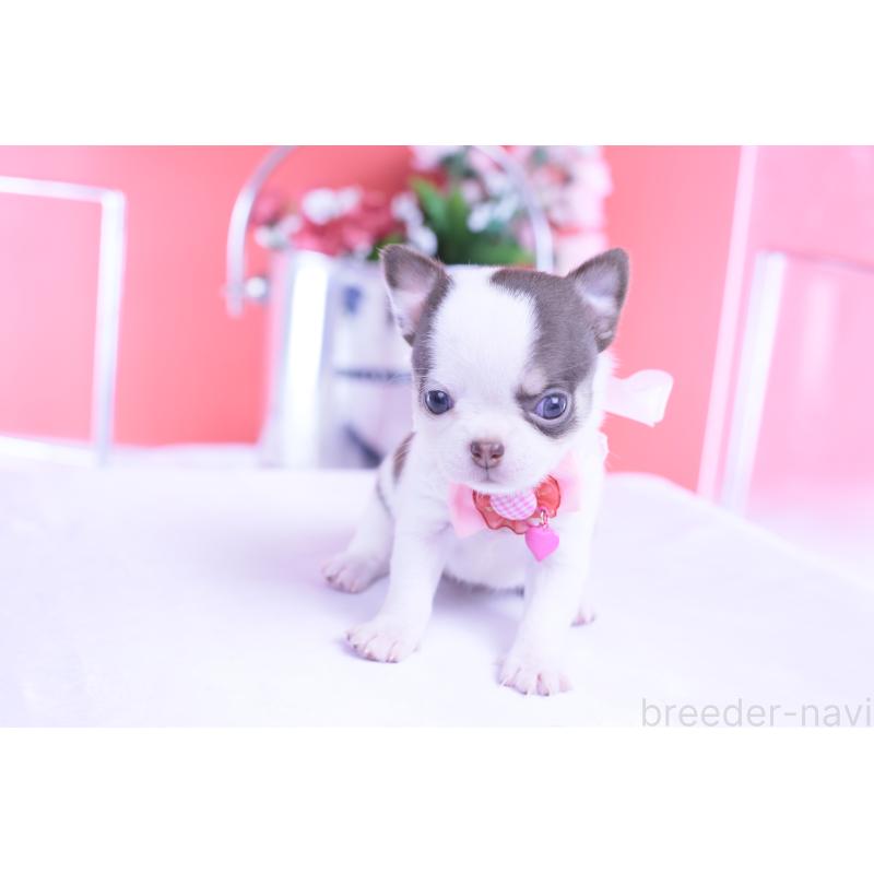 販売中の愛知県のチワワ(スムースコート)-428196の9枚目