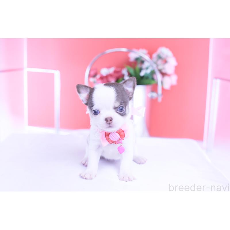 販売中の愛知県のチワワ(スムースコート)-428196の8枚目