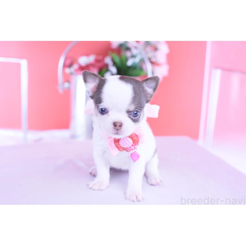 販売中の愛知県のチワワ(スムースコート)-428196の5枚目