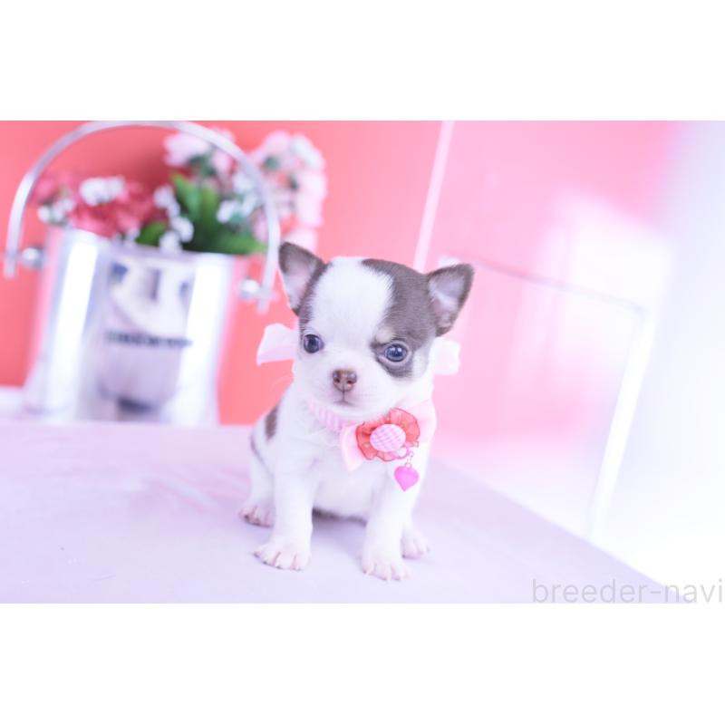 販売中の愛知県のチワワ(スムースコート)-428196の4枚目