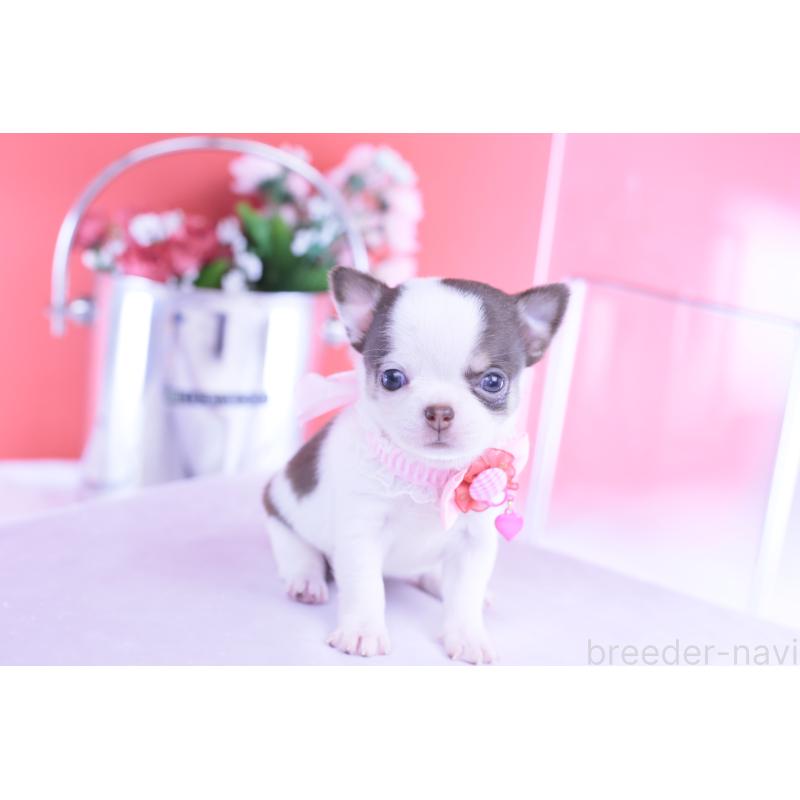 販売中の愛知県のチワワ(スムースコート)-428196の3枚目