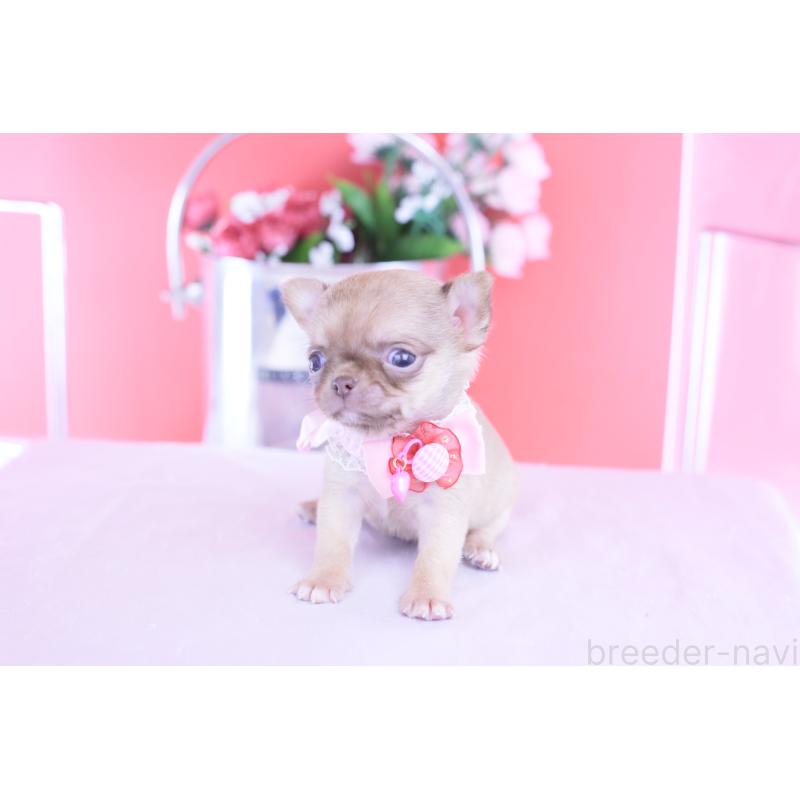 販売中の愛知県のチワワ(スムースコート)-428197の7枚目