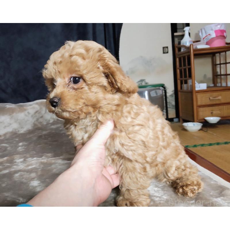 販売中の秋田県のマルプー:マルチーズ×トイプードル-424434の4枚目