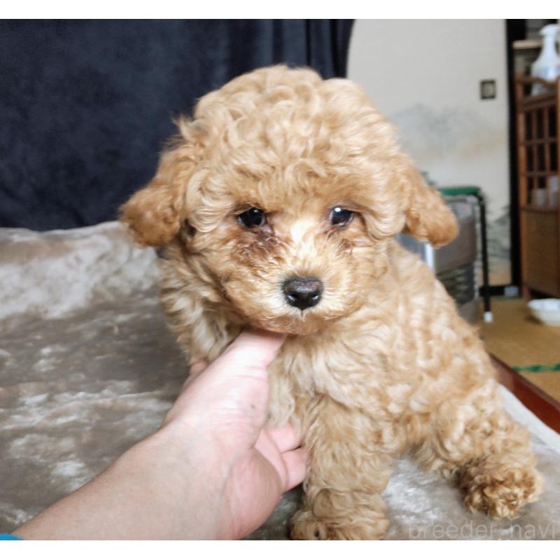 販売中の秋田県のマルプー:マルチーズ×トイプードル-424434の3枚目