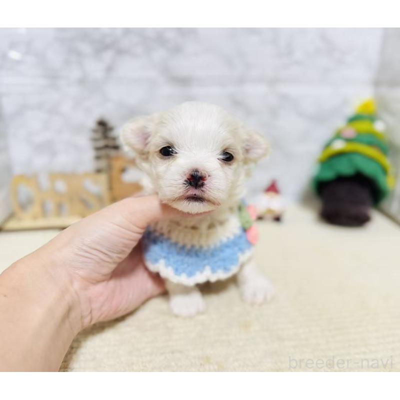 販売中の岐阜県のマルチーズ-428198の7枚目