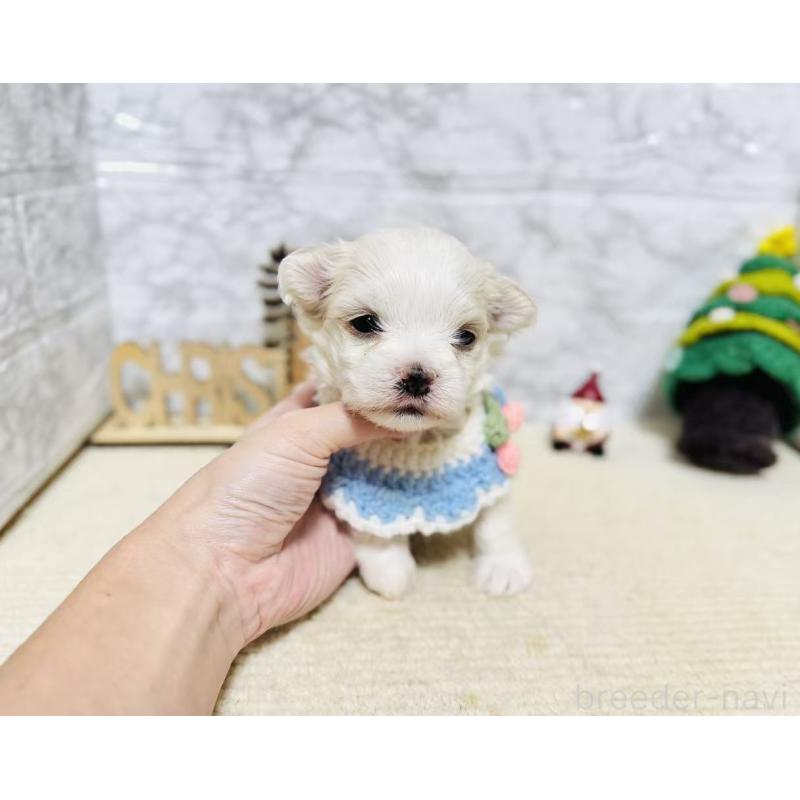 販売中の岐阜県のマルチーズ-428198の6枚目