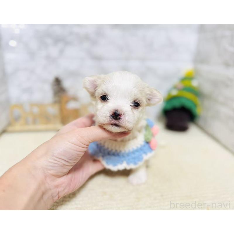 販売中の岐阜県のマルチーズ-428198の5枚目