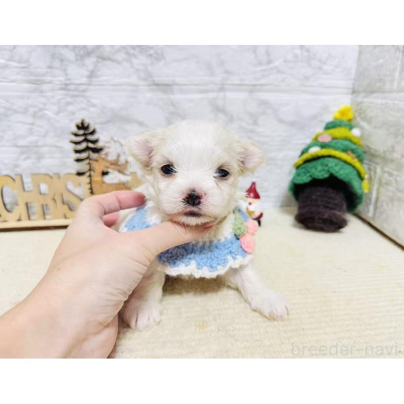 販売中の岐阜県のマルチーズ-428198の4枚目
