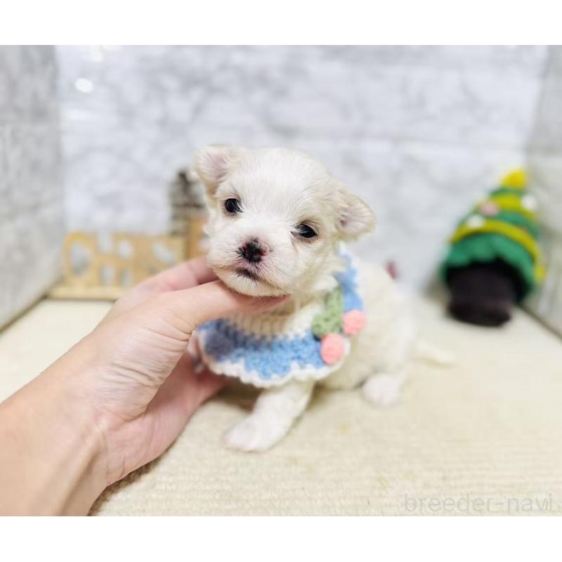 販売中の岐阜県のマルチーズ-428198の3枚目