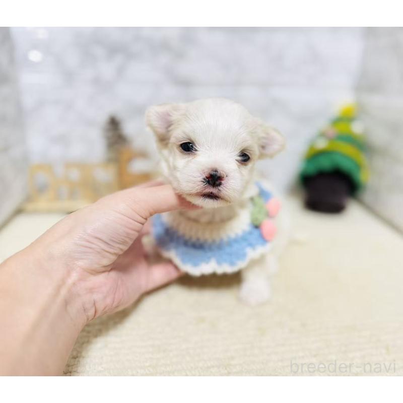 販売中の岐阜県のマルチーズ-428198の2枚目