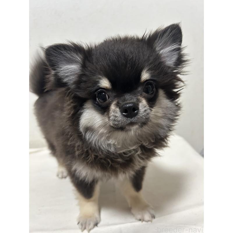 販売中の大阪府のチワワ(ロングコート)-407012の2枚目