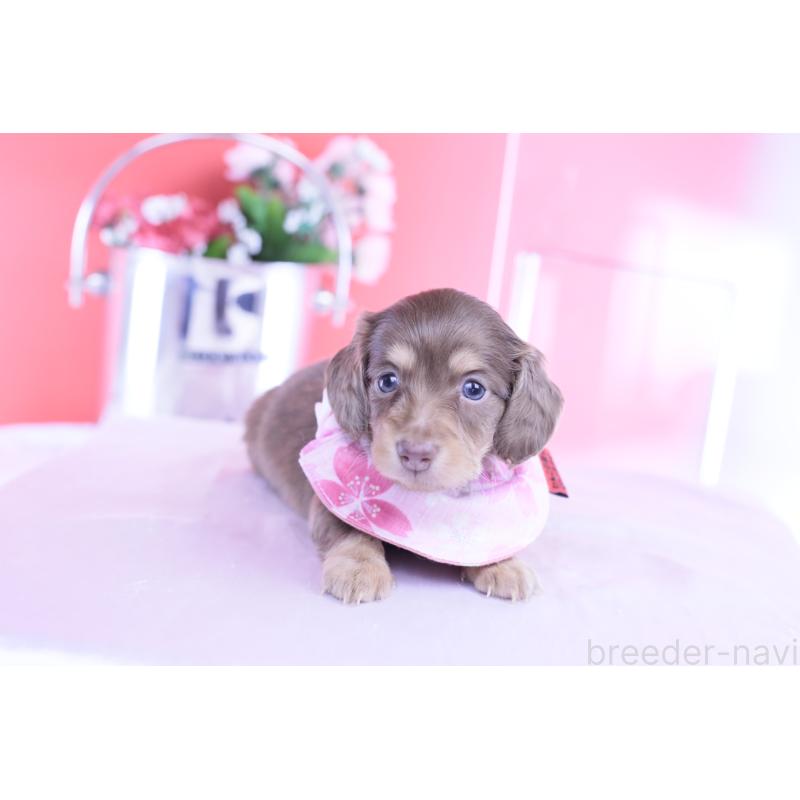 販売中の愛知県のカニンヘンダックスフンド(ロングヘアード)-428200の13枚目