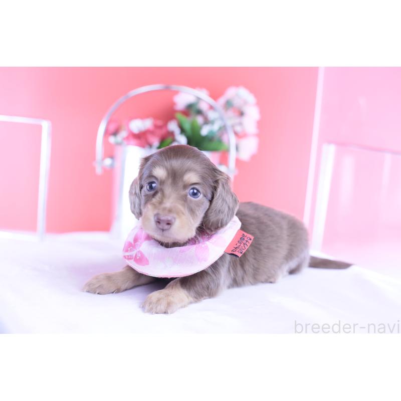 販売中の愛知県のカニンヘンダックスフンド(ロングヘアード)-428200の10枚目