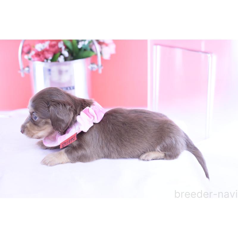 販売中の愛知県のカニンヘンダックスフンド(ロングヘアード)-428200の2枚目