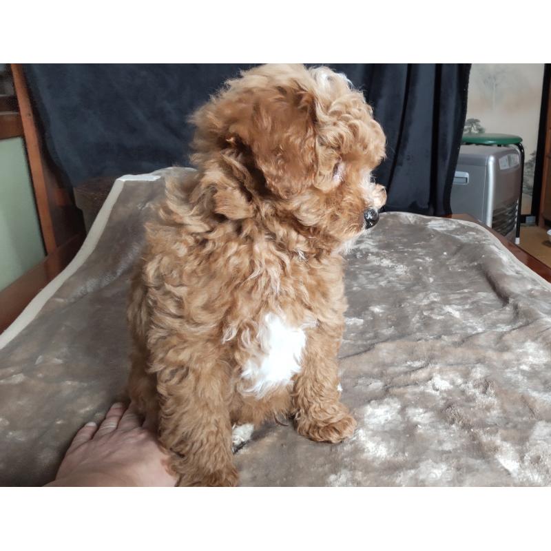 成約済の秋田県のマルプー:マルチーズ×トイプードル-424433の4枚目