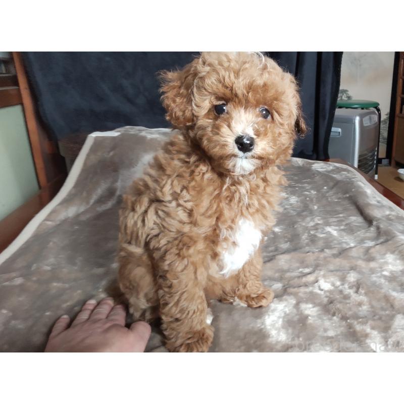 成約済の秋田県のマルプー:マルチーズ×トイプードル-424433の3枚目