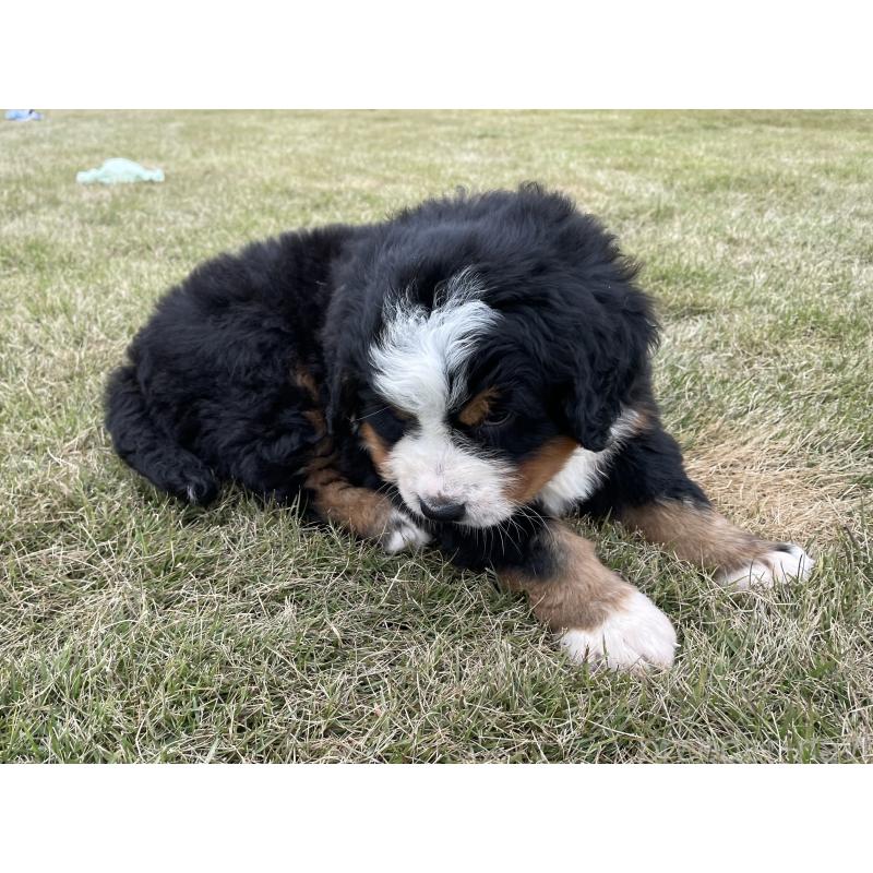 販売中の茨城県のバーニーズマウンテンドッグ-425295の31枚目