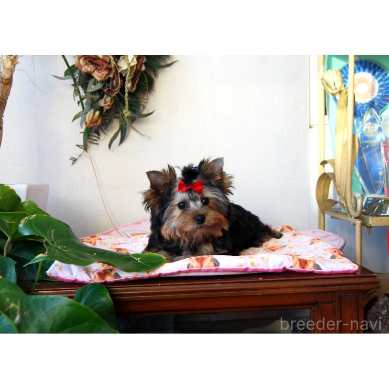 販売中の兵庫県のヨークシャーテリア-422157の6枚目