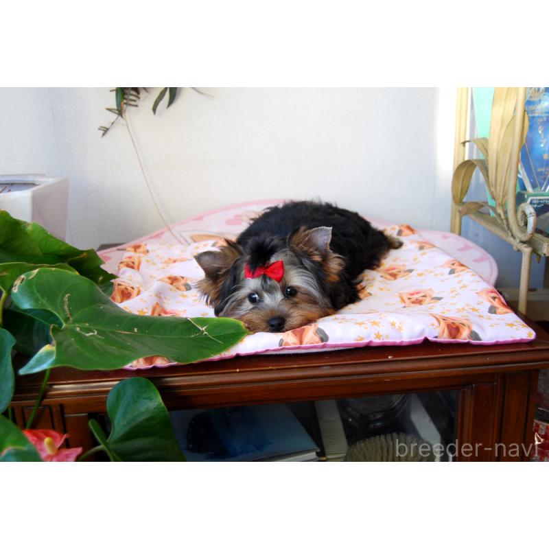 販売中の兵庫県のヨークシャーテリア-422157の5枚目