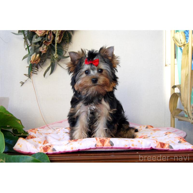 販売中の兵庫県のヨークシャーテリア-422157の4枚目