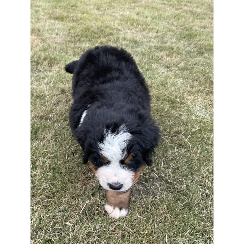 販売中の茨城県のバーニーズマウンテンドッグ-425295の30枚目