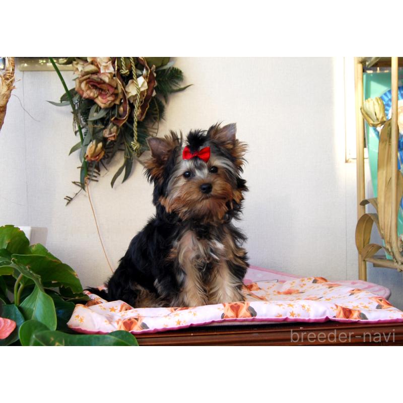 販売中の兵庫県のヨークシャーテリア-422157の3枚目