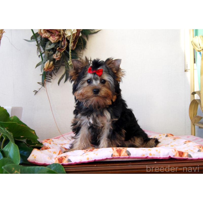 販売中の兵庫県のヨークシャーテリア-422157の2枚目
