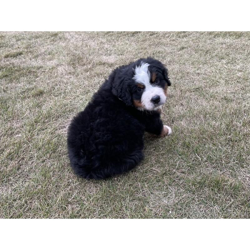 販売中の茨城県のバーニーズマウンテンドッグ-425295の29枚目