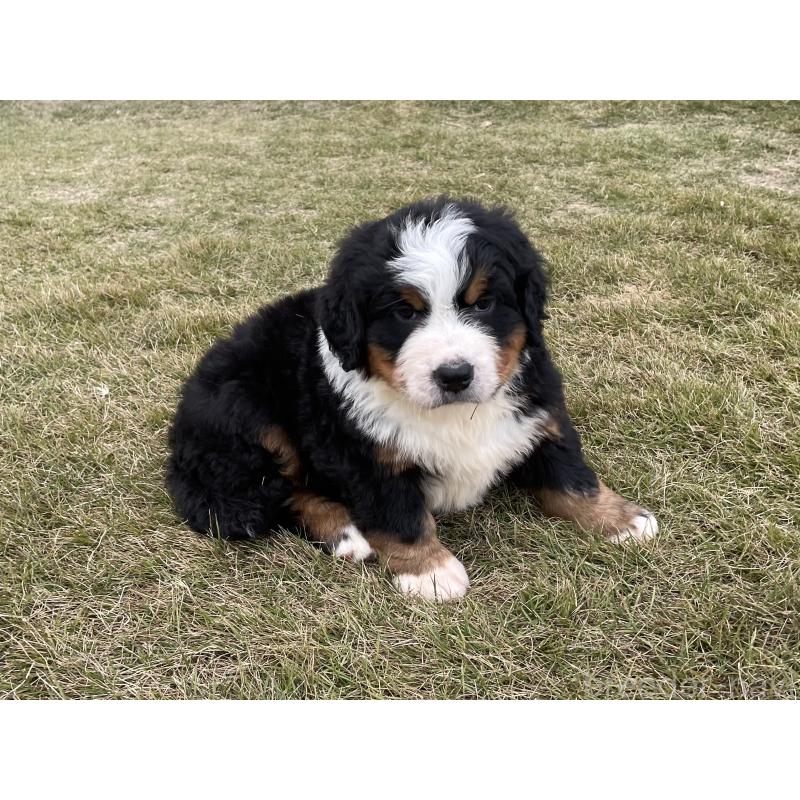 販売中の茨城県のバーニーズマウンテンドッグ-425295の28枚目