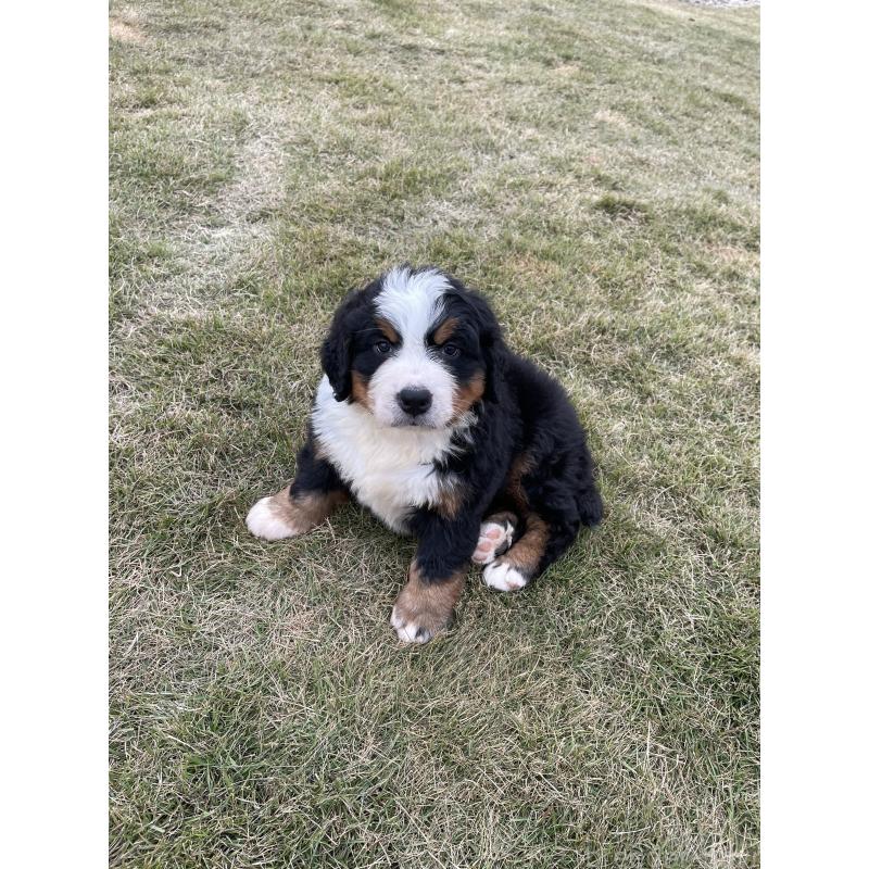 販売中の茨城県のバーニーズマウンテンドッグ-425295の27枚目