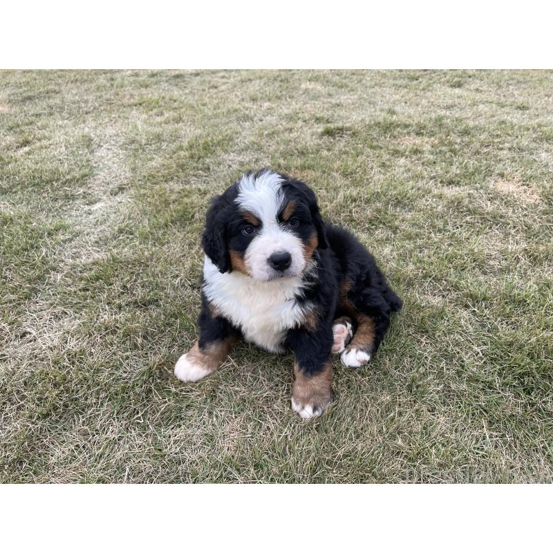 販売中の茨城県のバーニーズマウンテンドッグ-425295の26枚目