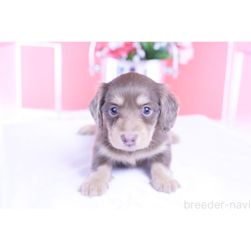 販売中の愛知県のカニンヘンダックスフンド(ロングヘアード)-428201の15枚目