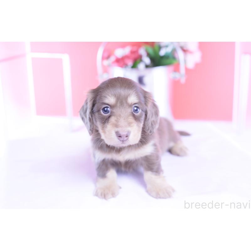 販売中の愛知県のカニンヘンダックスフンド(ロングヘアード)-428201の14枚目