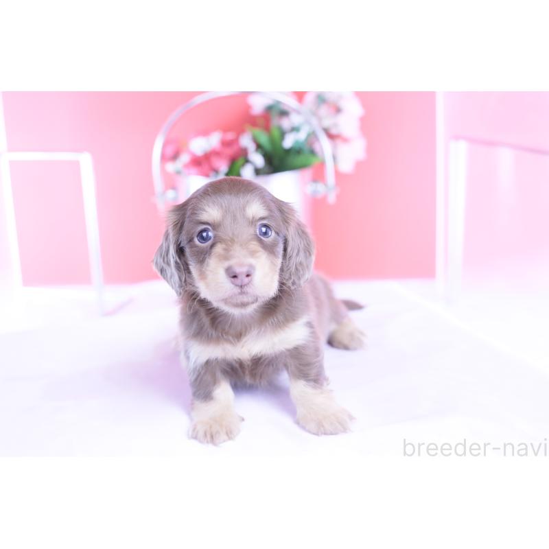 販売中の愛知県のカニンヘンダックスフンド(ロングヘアード)-428201の13枚目