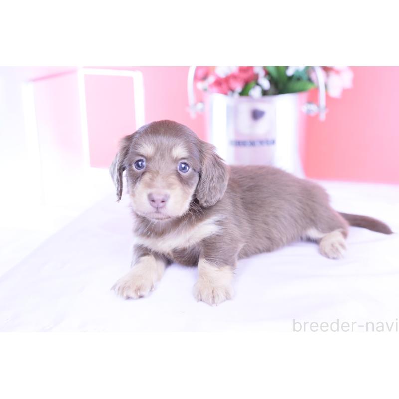 販売中の愛知県のカニンヘンダックスフンド(ロングヘアード)-428201の12枚目