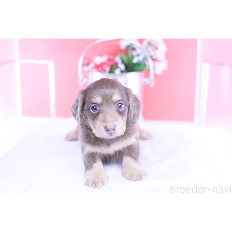 販売中の愛知県のカニンヘンダックスフンド(ロングヘアード)-428201の9枚目