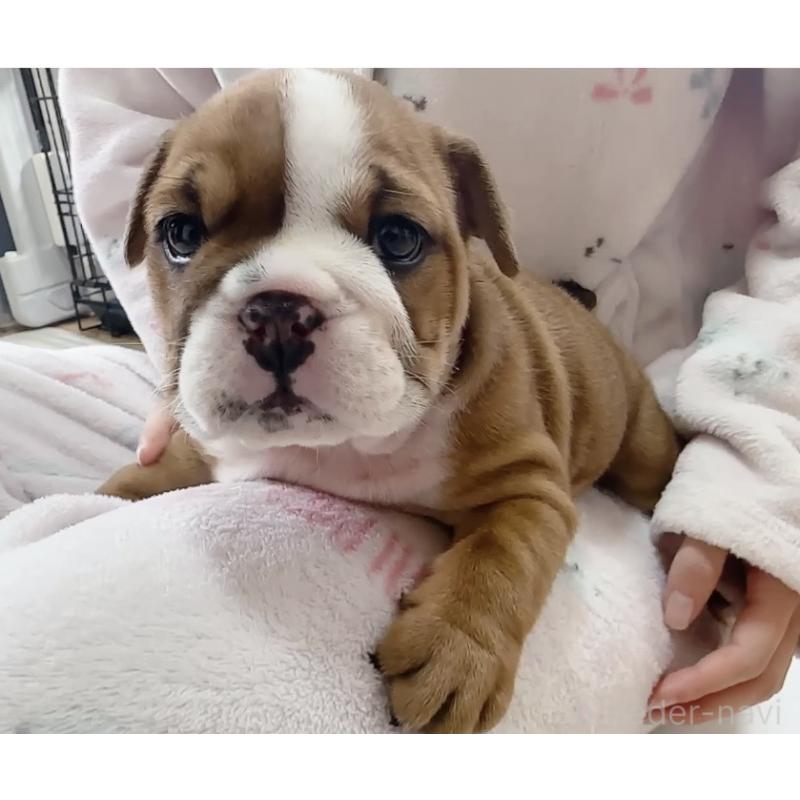 販売中の埼玉県のブルドッグ-428202の1枚目