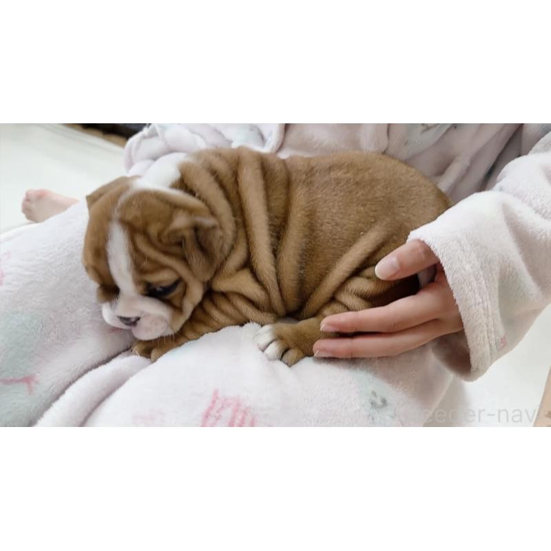 販売中の埼玉県のブルドッグ-428202の4枚目