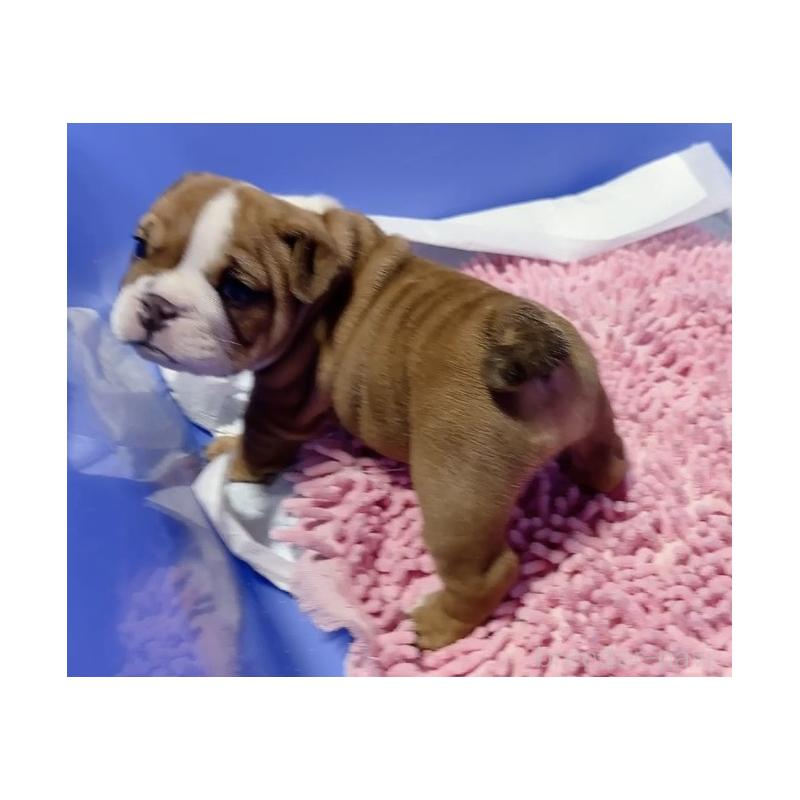 販売中の埼玉県のブルドッグ-428202の3枚目