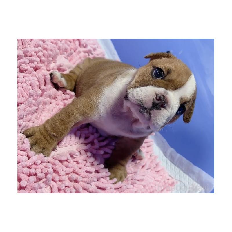 販売中の埼玉県のブルドッグ-428202の2枚目