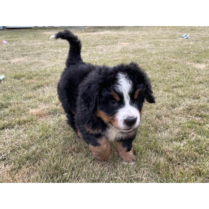 成約済の茨城県のバーニーズマウンテンドッグ-425294の15枚目