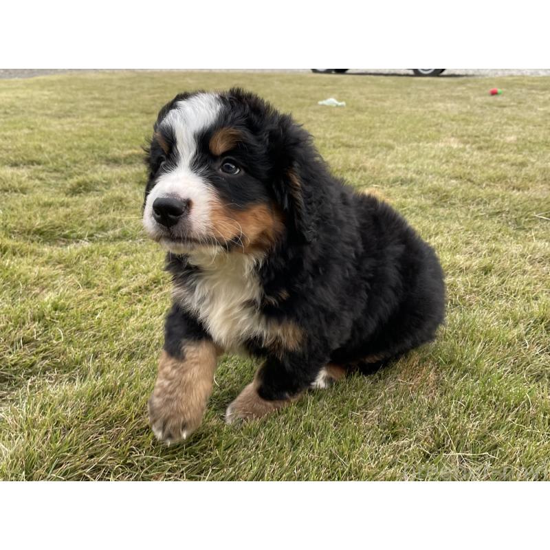 成約済の茨城県のバーニーズマウンテンドッグ-425294の14枚目