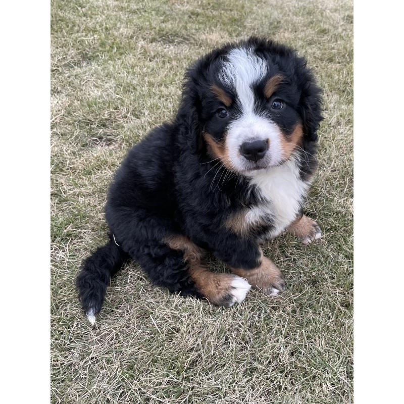 成約済の茨城県のバーニーズマウンテンドッグ-425294の13枚目