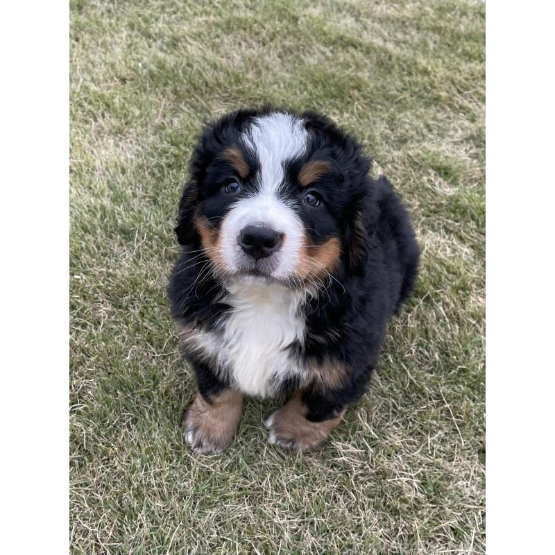 成約済の茨城県のバーニーズマウンテンドッグ-425294の12枚目