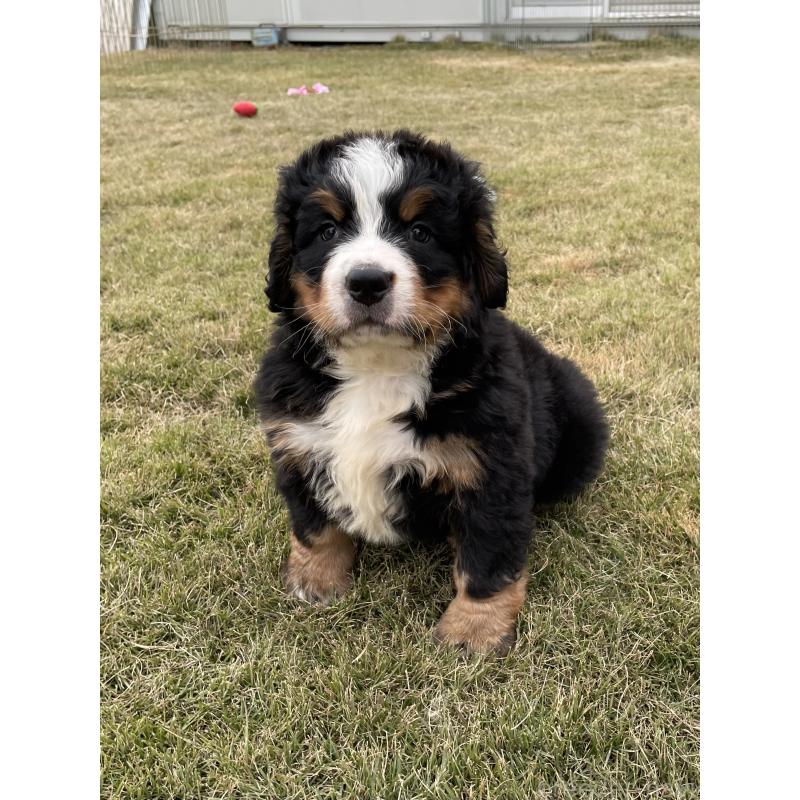 成約済の茨城県のバーニーズマウンテンドッグ-425294の11枚目