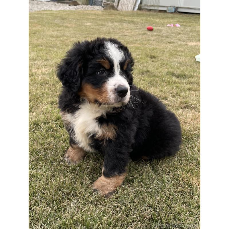 成約済の茨城県のバーニーズマウンテンドッグ-425294の10枚目