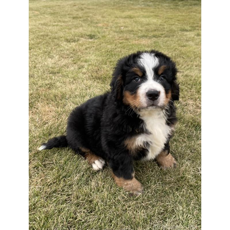 成約済の茨城県のバーニーズマウンテンドッグ-425294の9枚目