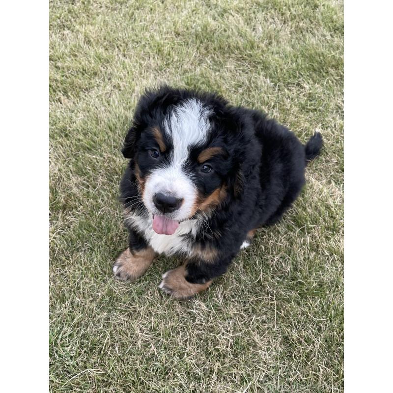 成約済の茨城県のバーニーズマウンテンドッグ-425294の8枚目